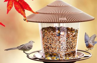 best bird feeders